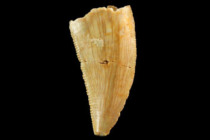 Serrated, Raptor Tooth - Real Dinosaur Tooth #88129